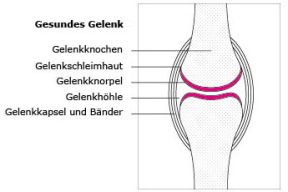 Gelenktypen • einfach erklärt, Aufbau und Beispiele · [mit Video]